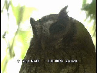 Tropical Screech-Owl - ML200880021