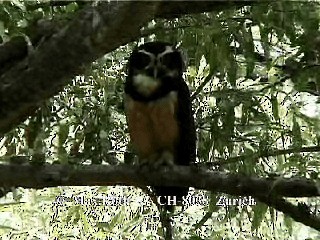 Gözlüklü Baykuş - ML200880081