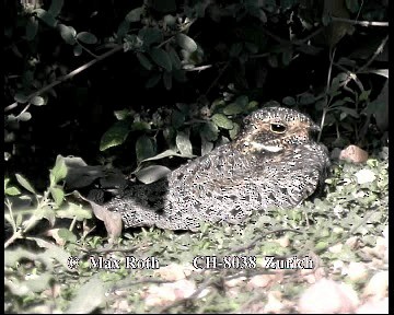 Nacunda Nighthawk - ML200880121