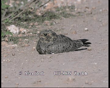 Nacunda Nighthawk - ML200880131