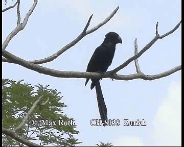 Groove-billed Ani - ML200880161
