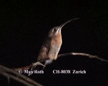kolibřík bronzový - ML200880231