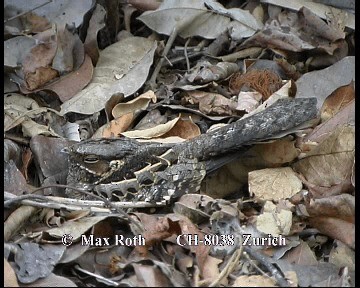 Common Pauraque - ML200880251