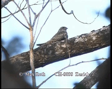 Lesser Nighthawk - ML200880281