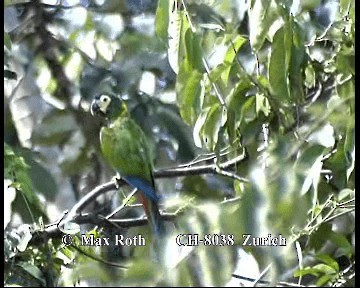 Yellow-collared Macaw - ML200880301