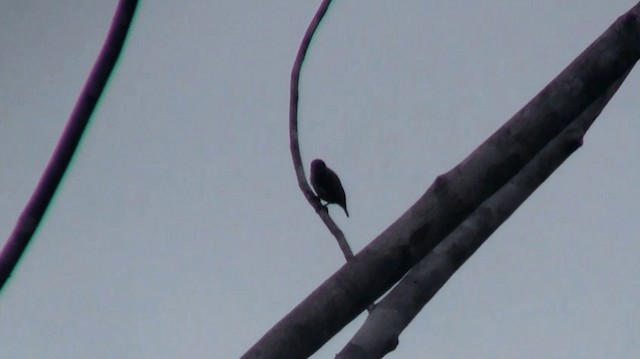 Golden-spangled Piculet (Buffon's) - ML200880361