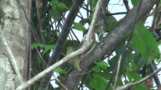 Golden-spangled Piculet (Buffon's) - ML200880371