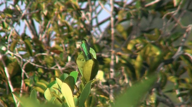 kolibřík zelenoocasý - ML200880401