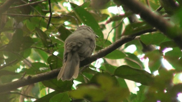 Grayish Mourner - ML200880521