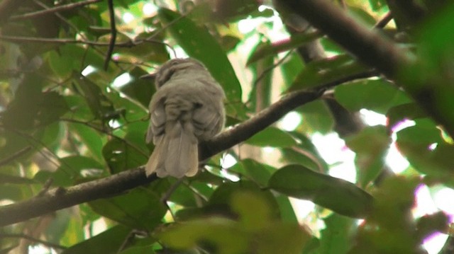 Grayish Mourner - ML200880531