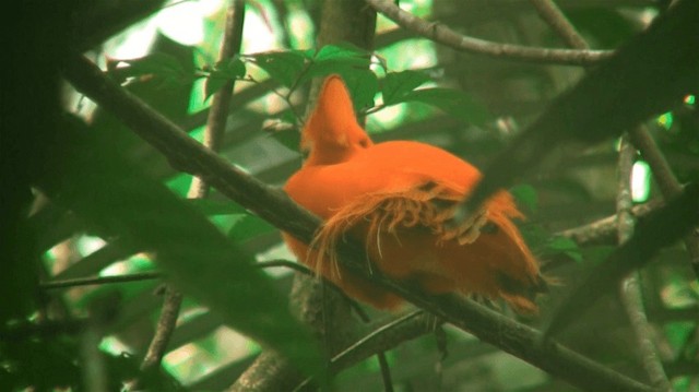 Guianan Cock-of-the-rock - ML200880571