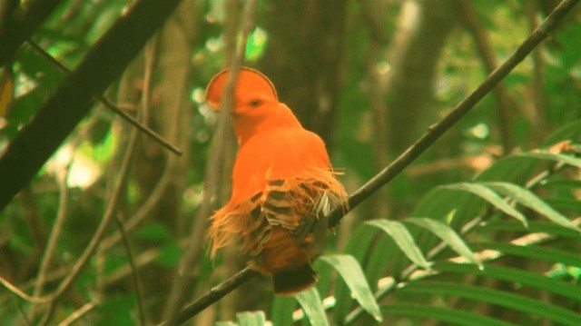 Guianan Cock-of-the-rock - ML200880591