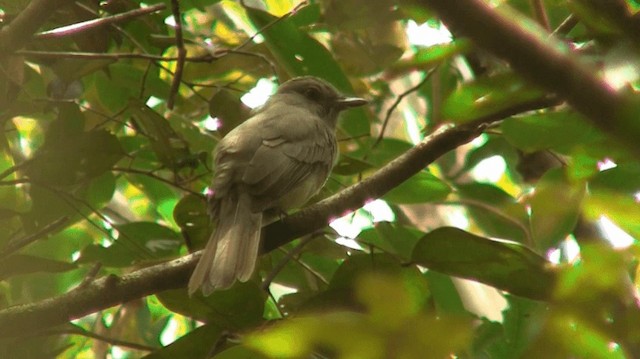 Grayish Mourner - ML200880611