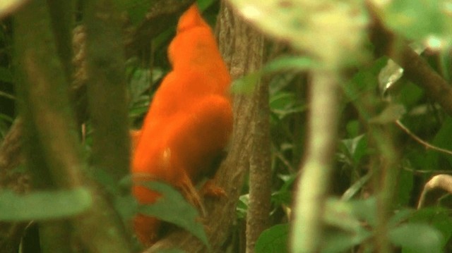 Coq-de-roche orange - ML200880621