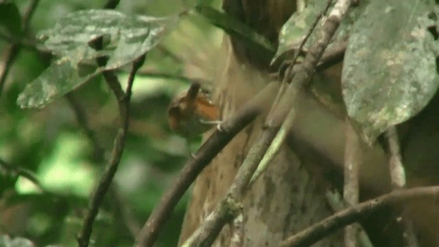 Guianan Warbling-Antbird - ML200880651