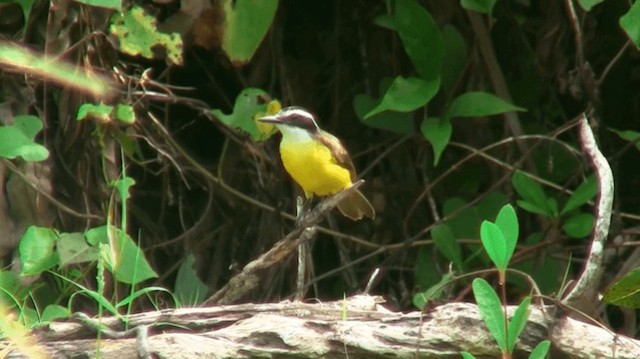 Lesser Kiskadee - ML200880681