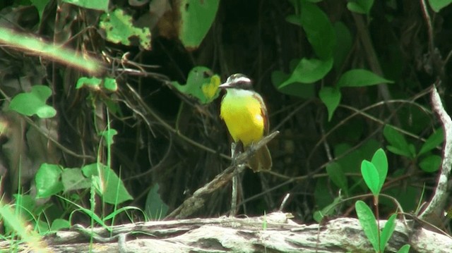 Lesser Kiskadee - ML200880691