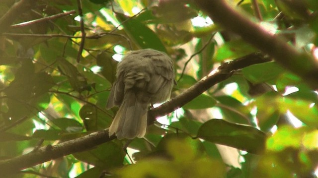 Grayish Mourner - ML200880711