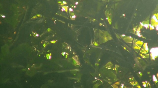 Variable Chachalaca - ML200880771