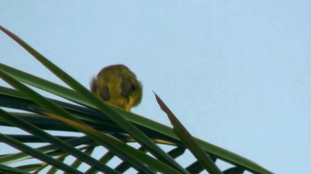 Masked Yellowthroat - ML200880791