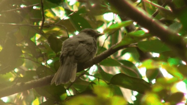 Grayish Mourner - ML200880801