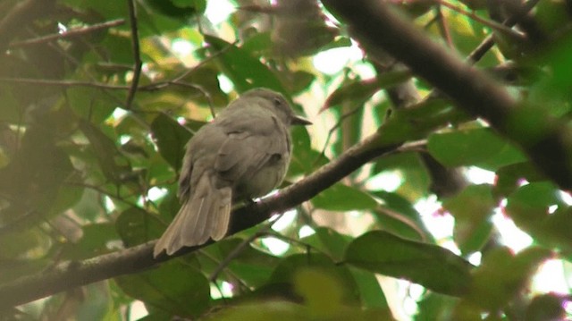 Grayish Mourner - ML200880811