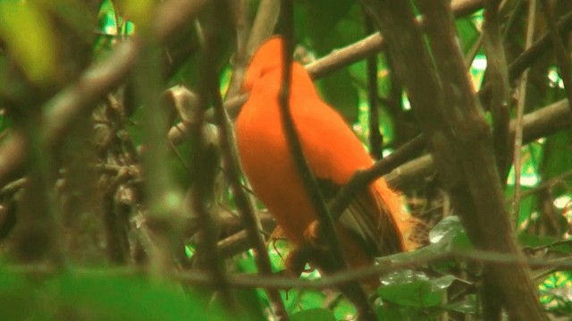 Guianan Cock-of-the-rock - ML200880821