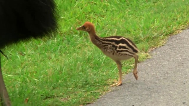 Southern Cassowary - ML200880991