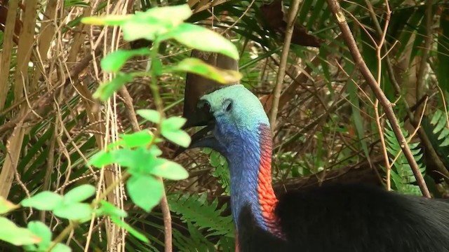 Southern Cassowary - ML200881001