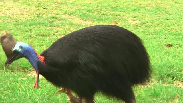 Southern Cassowary - ML200881081