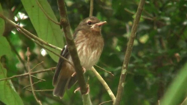 Gray-headed Robin - ML200881091