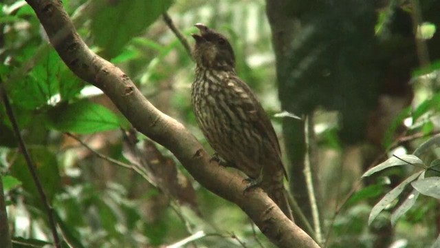 Tooth-billed Bowerbird - ML200881121