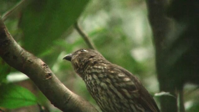 Tooth-billed Bowerbird - ML200881131