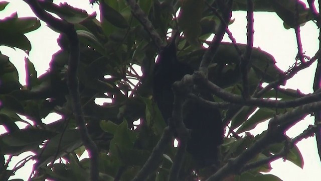 Victoria's Riflebird - ML200881151