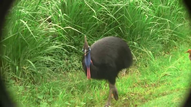 Southern Cassowary - ML200881161