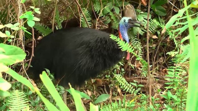 Southern Cassowary - ML200881171