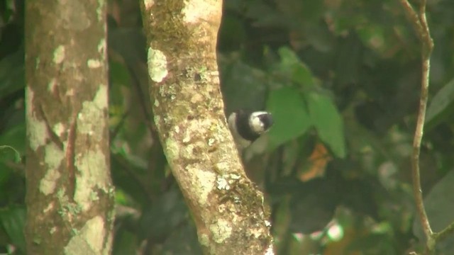 Pied Monarch - ML200881201