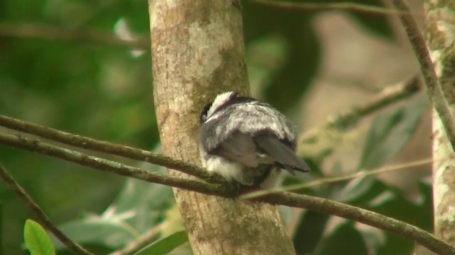 Pied Monarch - ML200881211