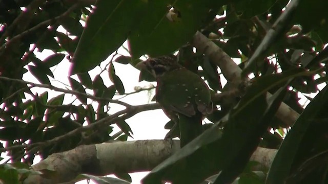 Spotted Catbird - ML200881221