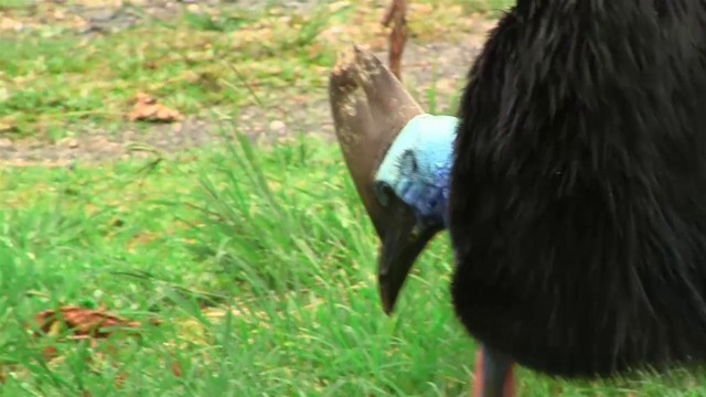 Southern Cassowary - ML200881261