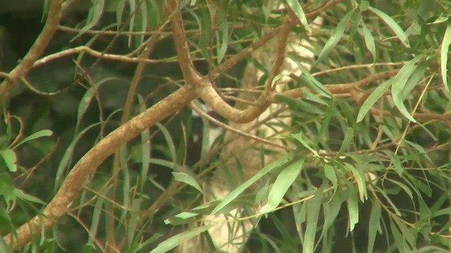 Pied Monarch - ML200881281