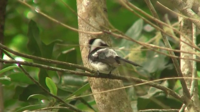 Pied Monarch - ML200881291