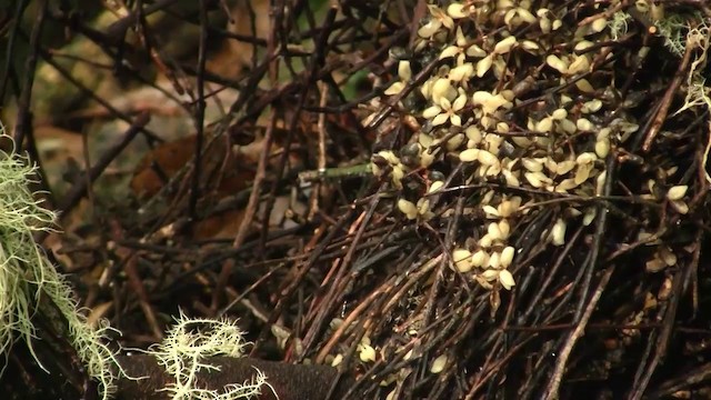 Golden Bowerbird - ML200881301