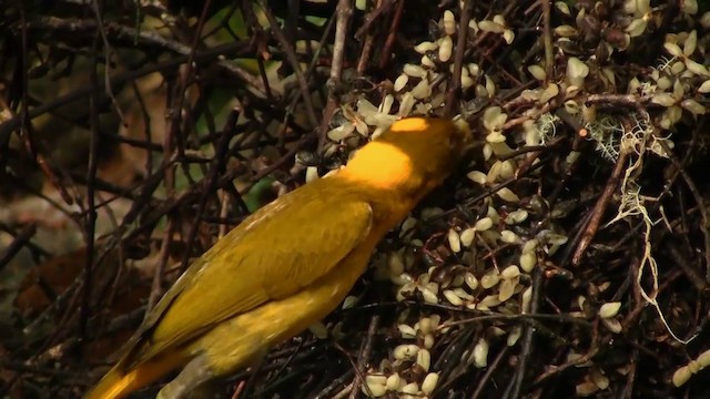 Golden Bowerbird - ML200881311
