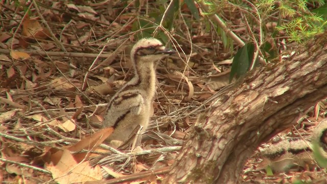 Bush Thick-knee - ML200881331