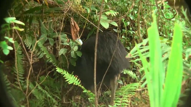 Southern Cassowary - ML200881361