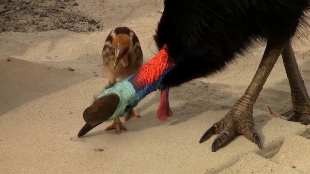 Southern Cassowary - ML200881371