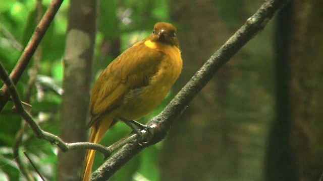 Golden Bowerbird - ML200881381