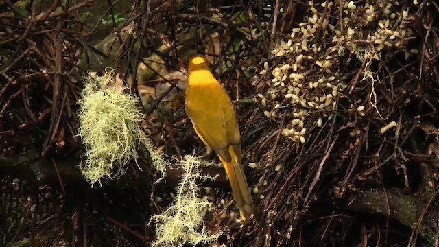 Golden Bowerbird - ML200881391