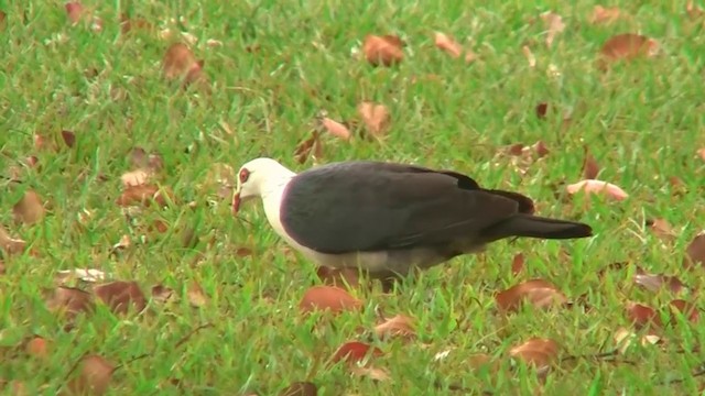 White-headed Pigeon - ML200881431